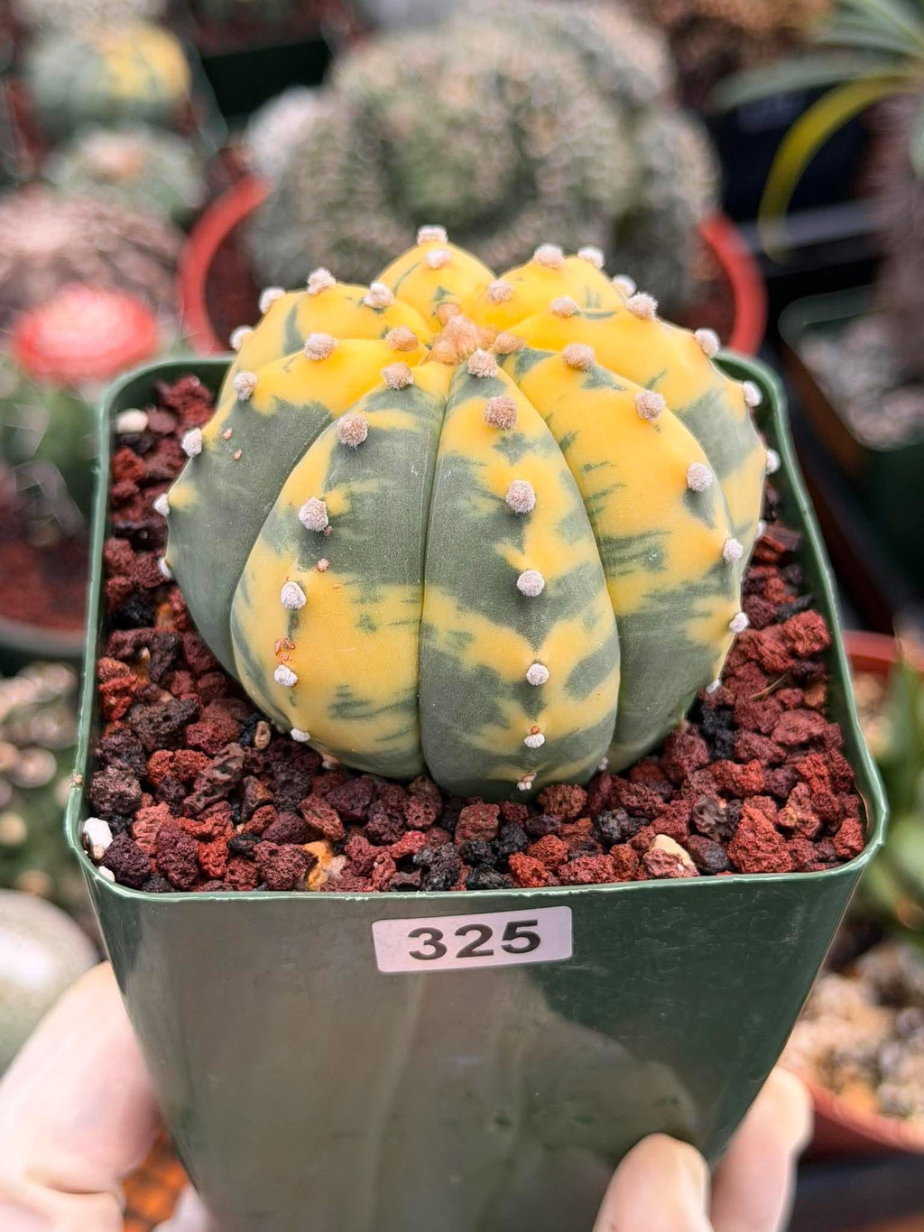 Variegated Astrophytum Asterias – Seed Grown #325