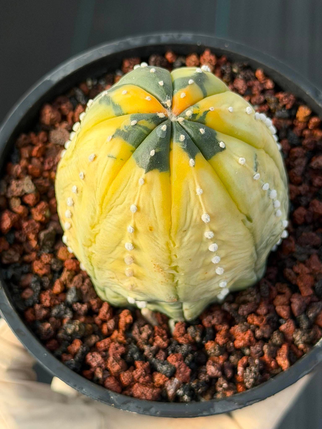 Variegated Astrophytum Asterias – Seed Grown #230