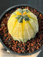 Variegated Astrophytum Asterias – Seed Grown #230