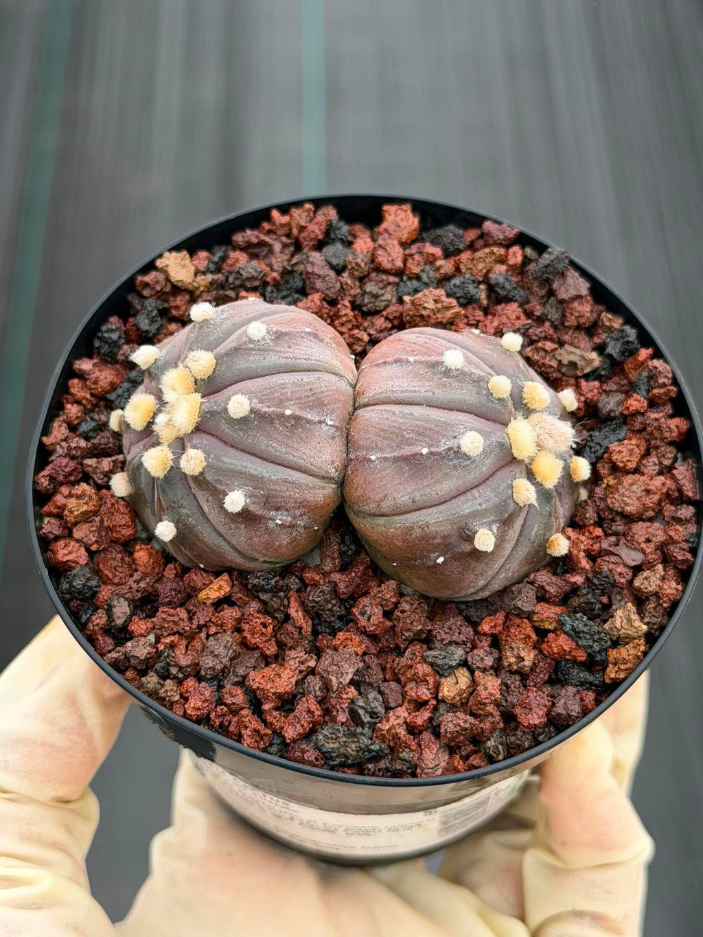 Double Heads Purple Skin Astrophytum Asterias – Seed Grown