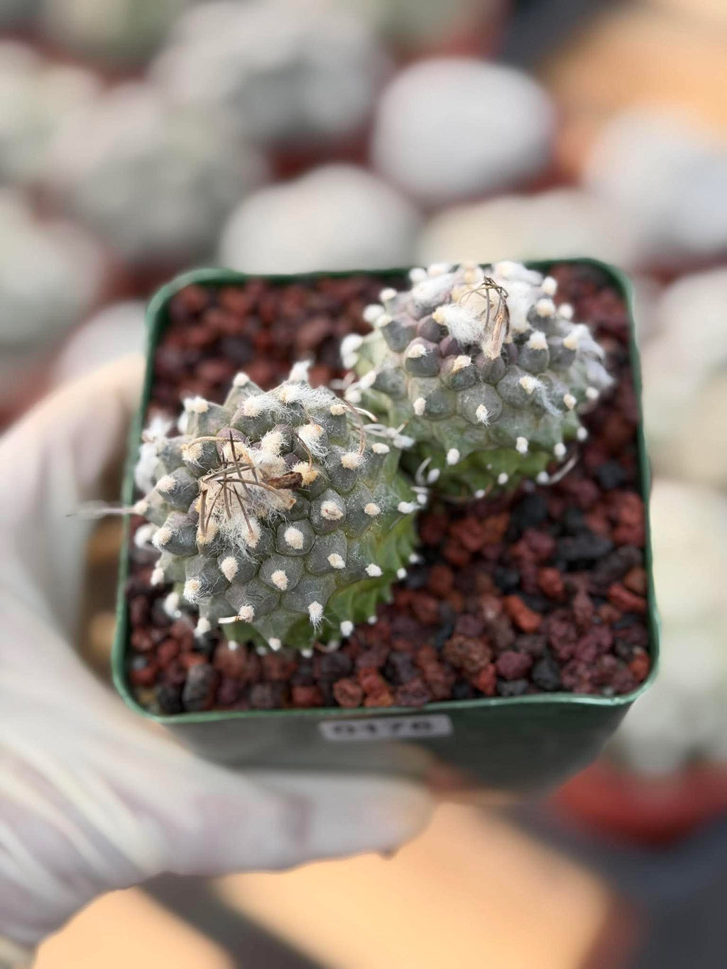 Turbinicarpus Schmiedickeanus Double Head – Rare Live Cactus For Sale #176