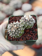 Turbinicarpus Schmiedickeanus Double Head – Rare Live Cactus For Sale #176