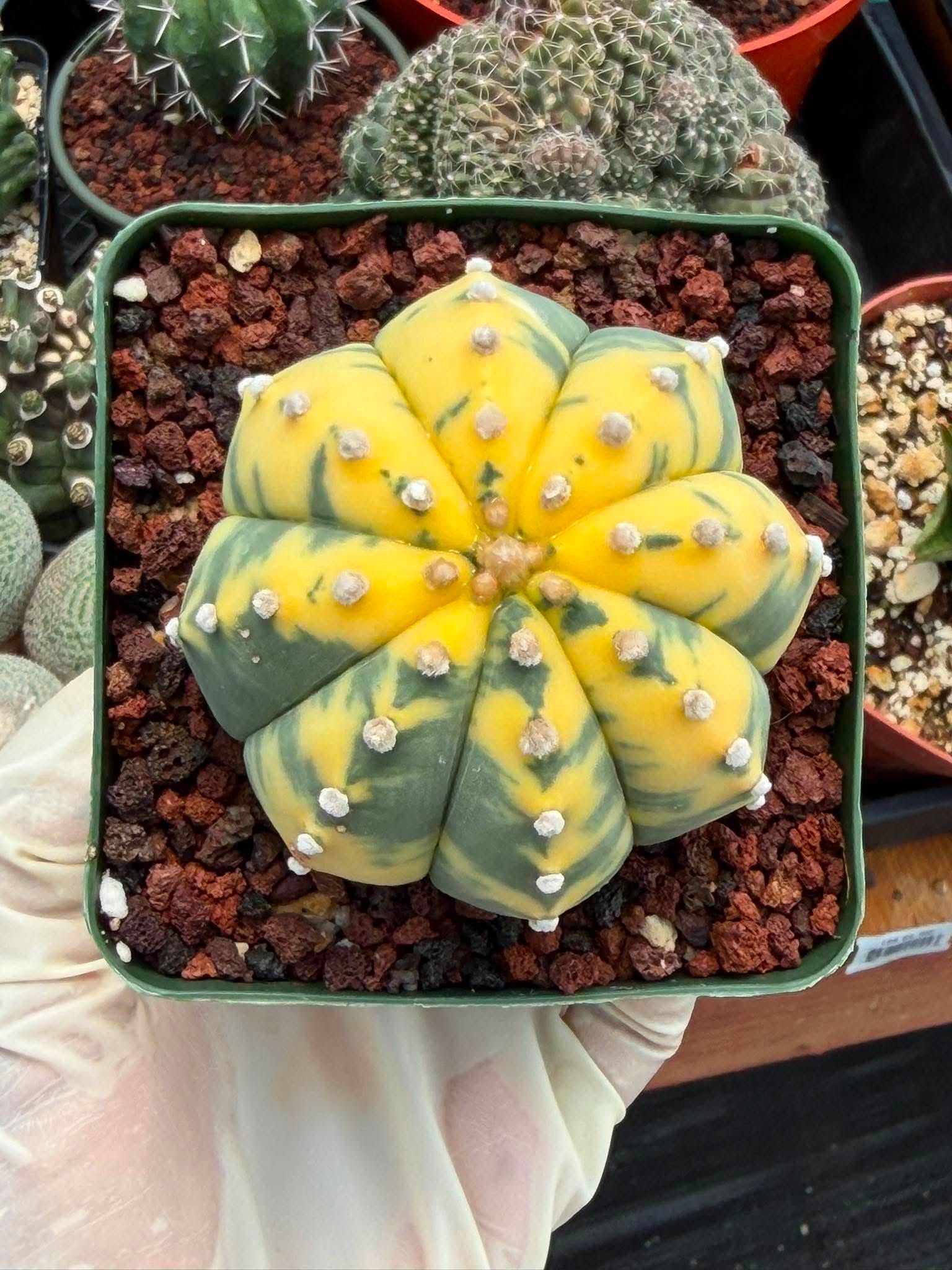 Variegated Astrophytum Asterias – Seed Grown #325