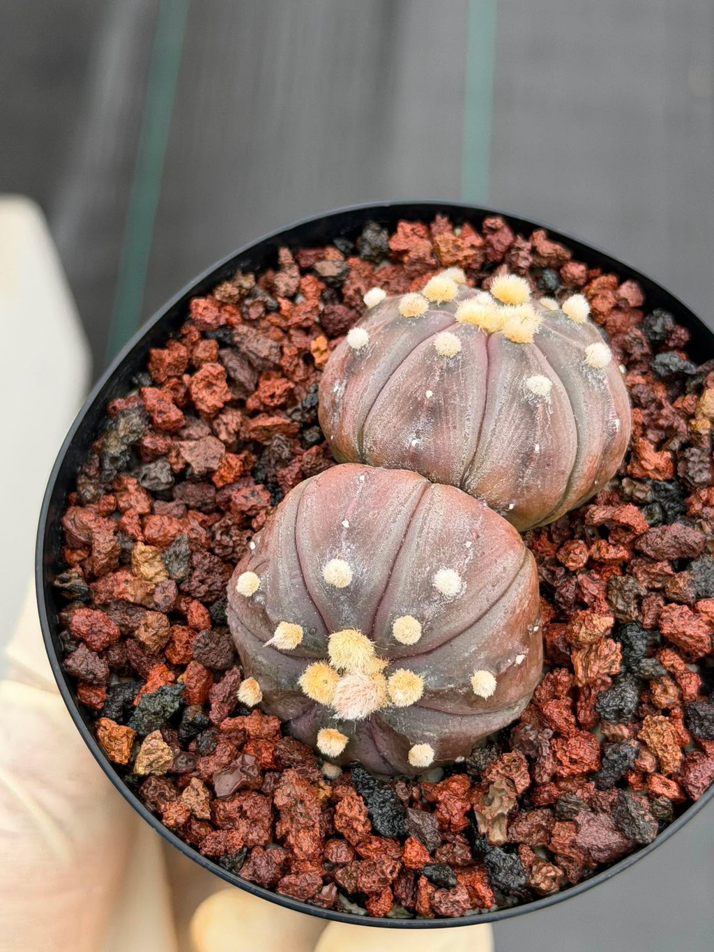 Double Heads Purple Skin Astrophytum Asterias – Seed Grown