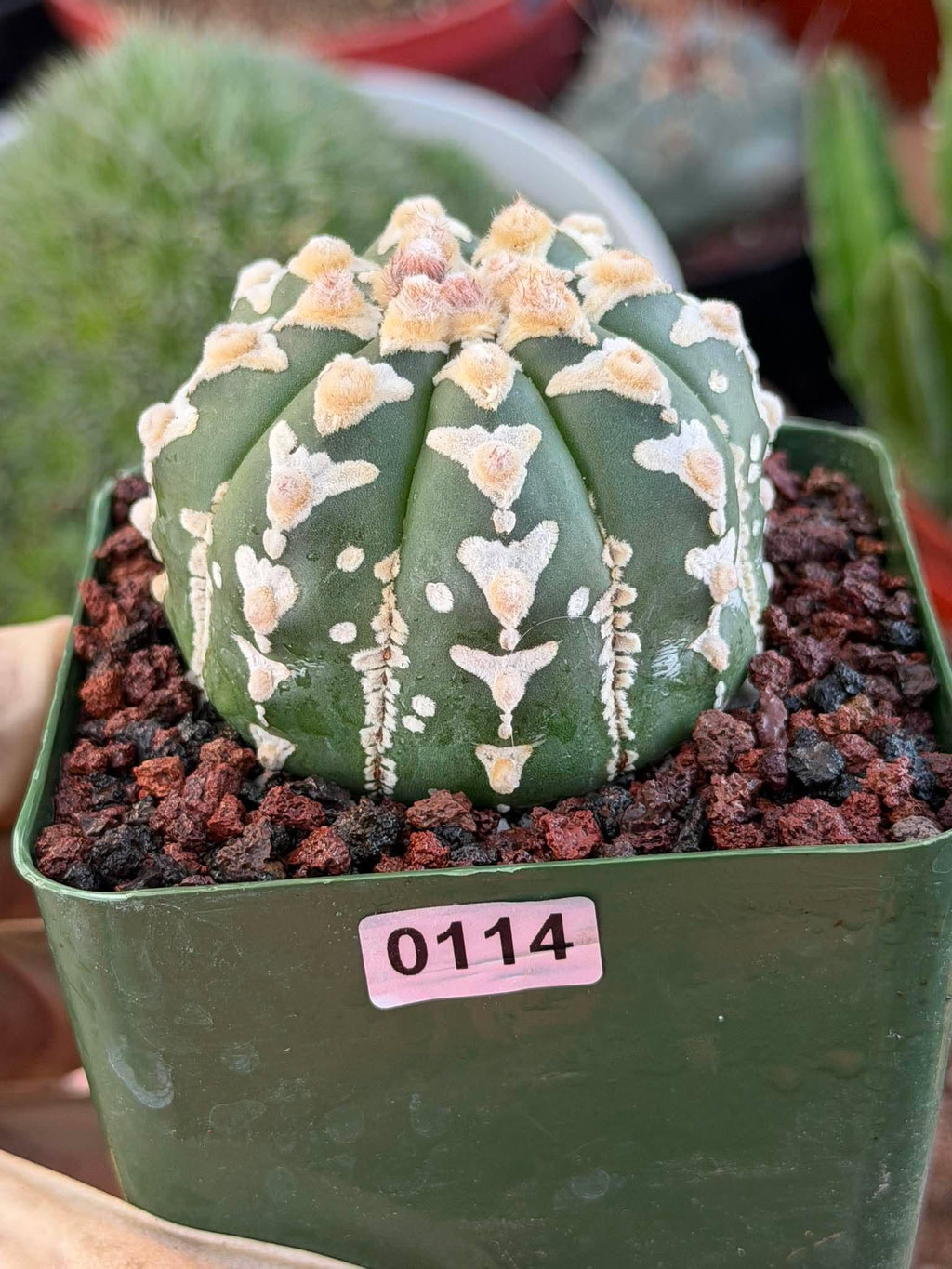 Astrophytum V Type – Rare Seed-Grown Collector Cactus | Live Plant