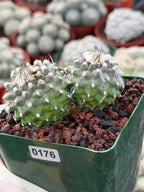 Turbinicarpus Schmiedickeanus Double Head – Rare Live Cactus For Sale #176