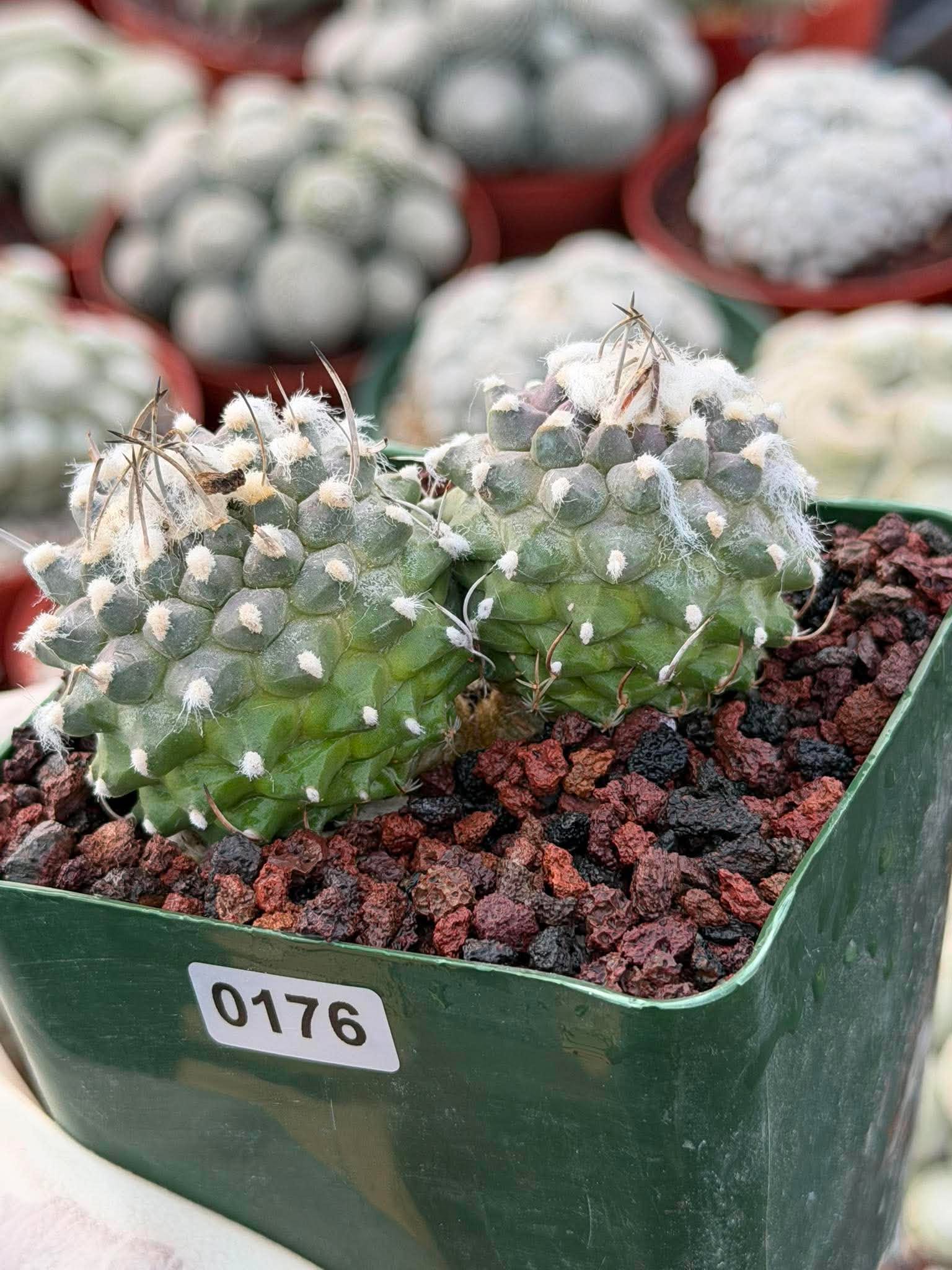Turbinicarpus Schmiedickeanus Double Head – Rare Live Cactus For Sale #176
