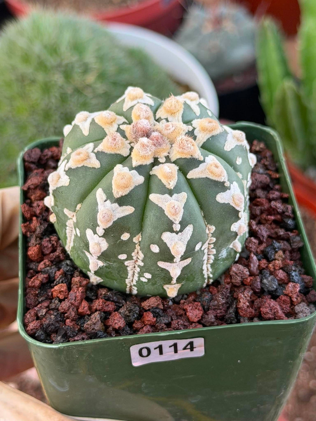 Astrophytum V Type – Rare Seed-Grown Collector Cactus | Live Plant