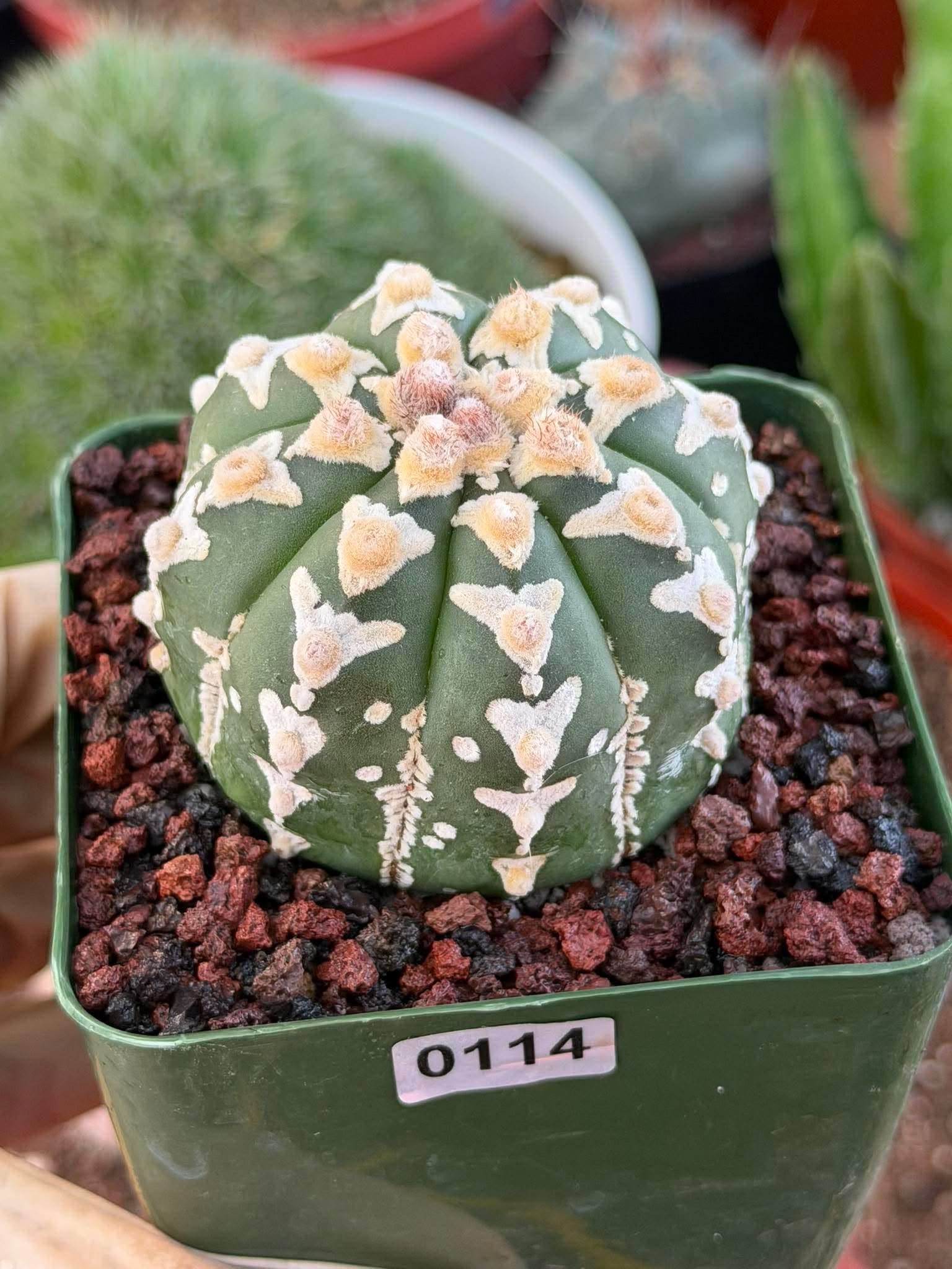 Astrophytum V Type – Rare Seed-Grown Collector Cactus | Live Plant