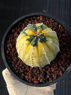 Variegated Astrophytum Asterias – Seed Grown #230