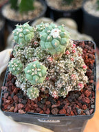 Turbinicarpus klinkerianus Cluster – Rare Seed-Grown Cactus