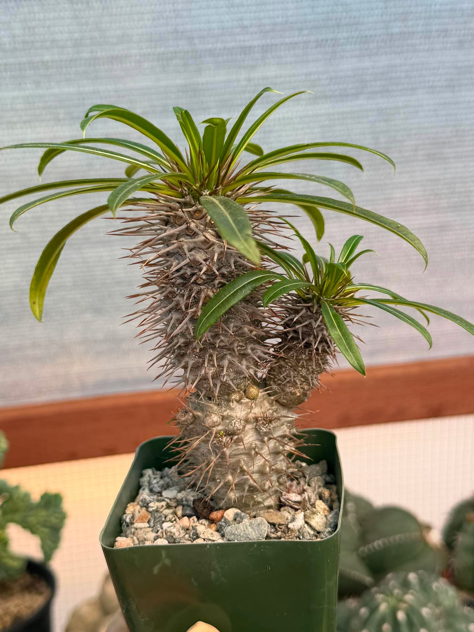 Pachypodium Lamerei – Rare Double Head Madagascar Palm | Live Succulent Tree