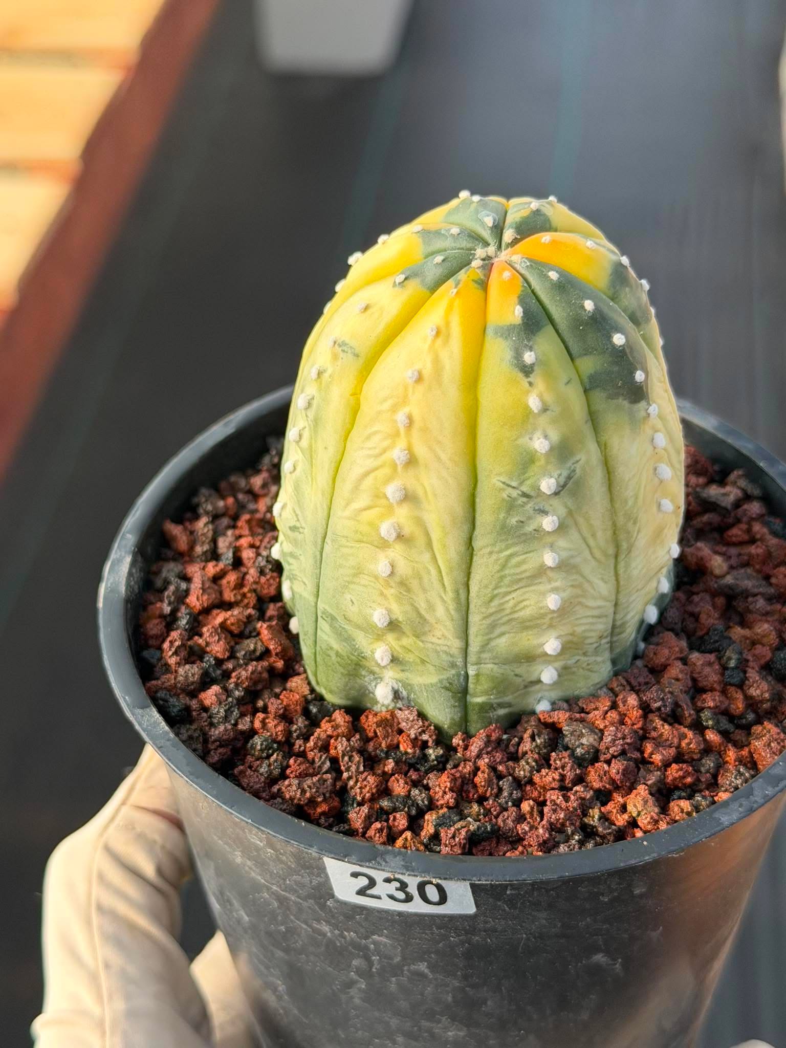 Variegated Astrophytum Asterias – Seed Grown #230