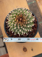 Turbinicarpus alonsoi – Rare Seed-Grown Cactus | Pink Flowering Collector Plant