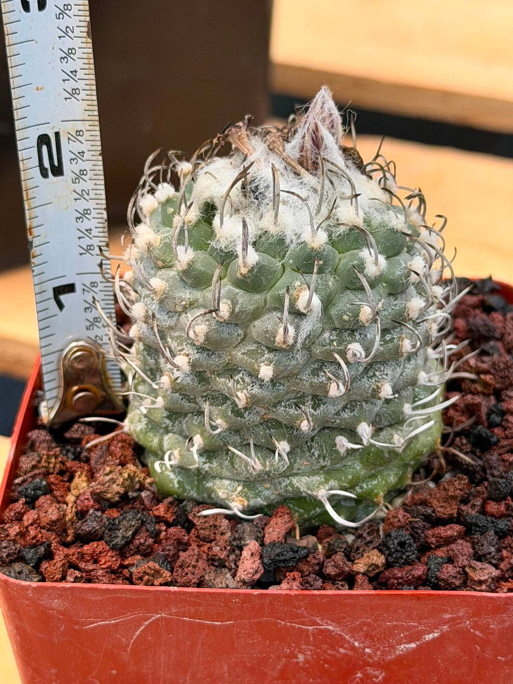 Turbinicarpus schmiedickeanus – Rare Seed‑Grown Miniature Cactus | Woolly Areoles & Hooked Spines #171