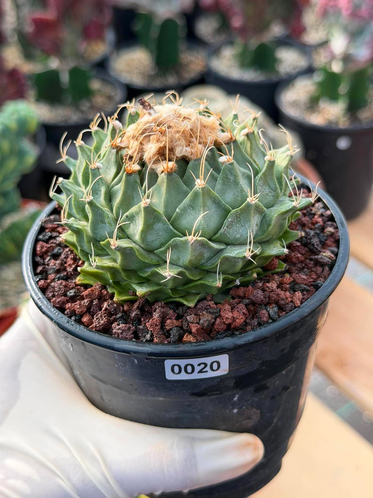 Obregonia Denegrii – Rare Artichoke Cactus | Seed-Grown Collector Specimen