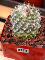 Turbinicarpus schmiedickeanus – Rare Seed‑Grown Miniature Cactus | Woolly Areoles & Hooked Spines #171