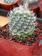 Turbinicarpus schmiedickeanus – Rare Seed‑Grown Miniature Cactus | Woolly Areoles & Hooked Spines #171