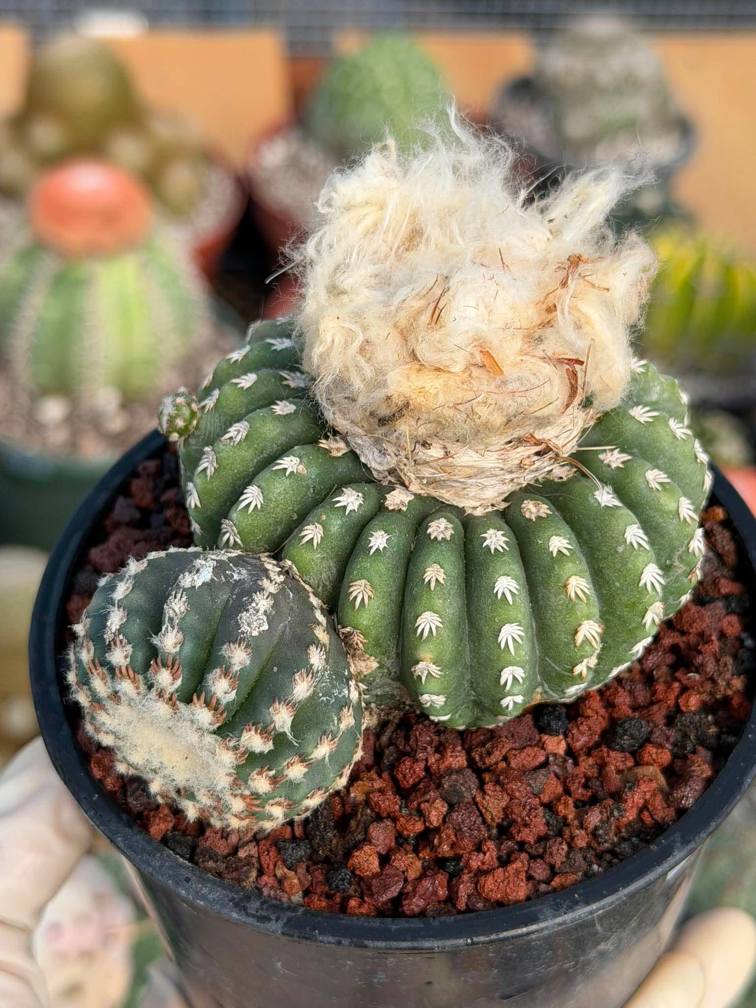 Discocactus Horstii — Rare Brazilian Cactus with Basal Pup