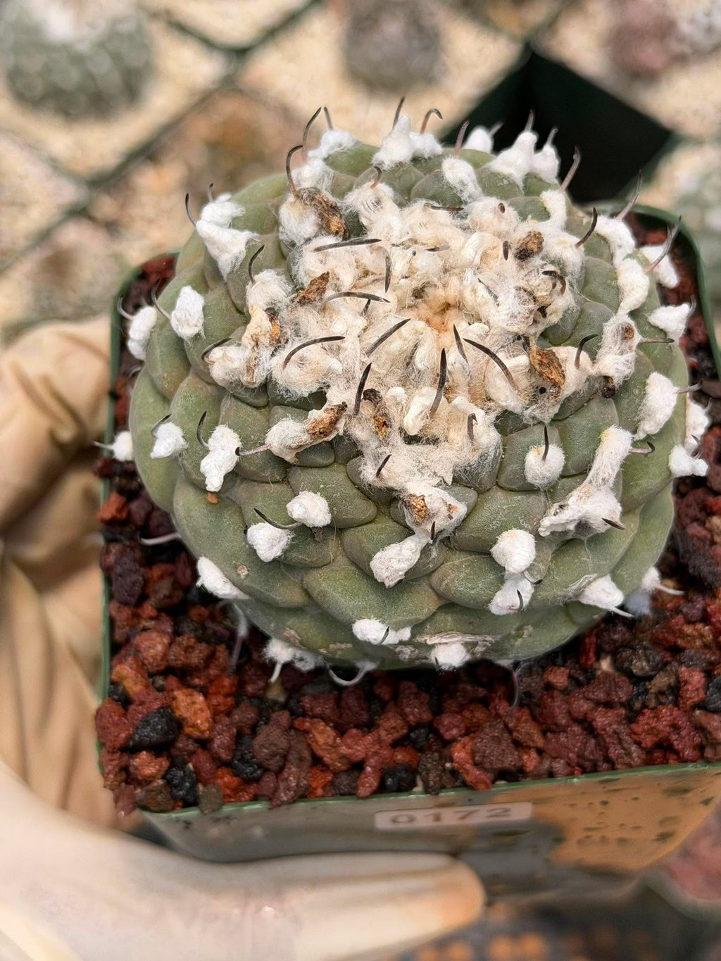 Turbinicarpus schmiedickeanus – Rare Woolly Mexican Miniature Cactus #172