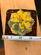 Yellow and green cactus with a measuring tape indicating its size on a wooden surface.