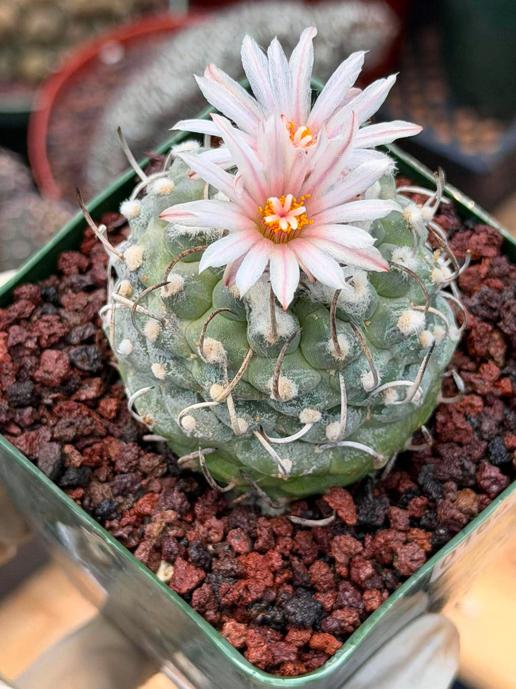 Turbinicarpus Schmiedickeanus – Rare Flowering Cactus | Live Succulent Plant for Collectors #168