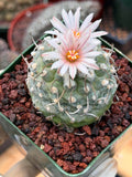 Turbinicarpus Schmiedickeanus – Rare Flowering Cactus | Live Succulent Plant for Collectors #168