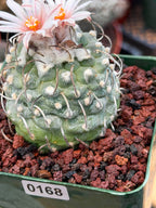 Turbinicarpus Schmiedickeanus – Rare Flowering Cactus | Live Succulent Plant for Collectors #168