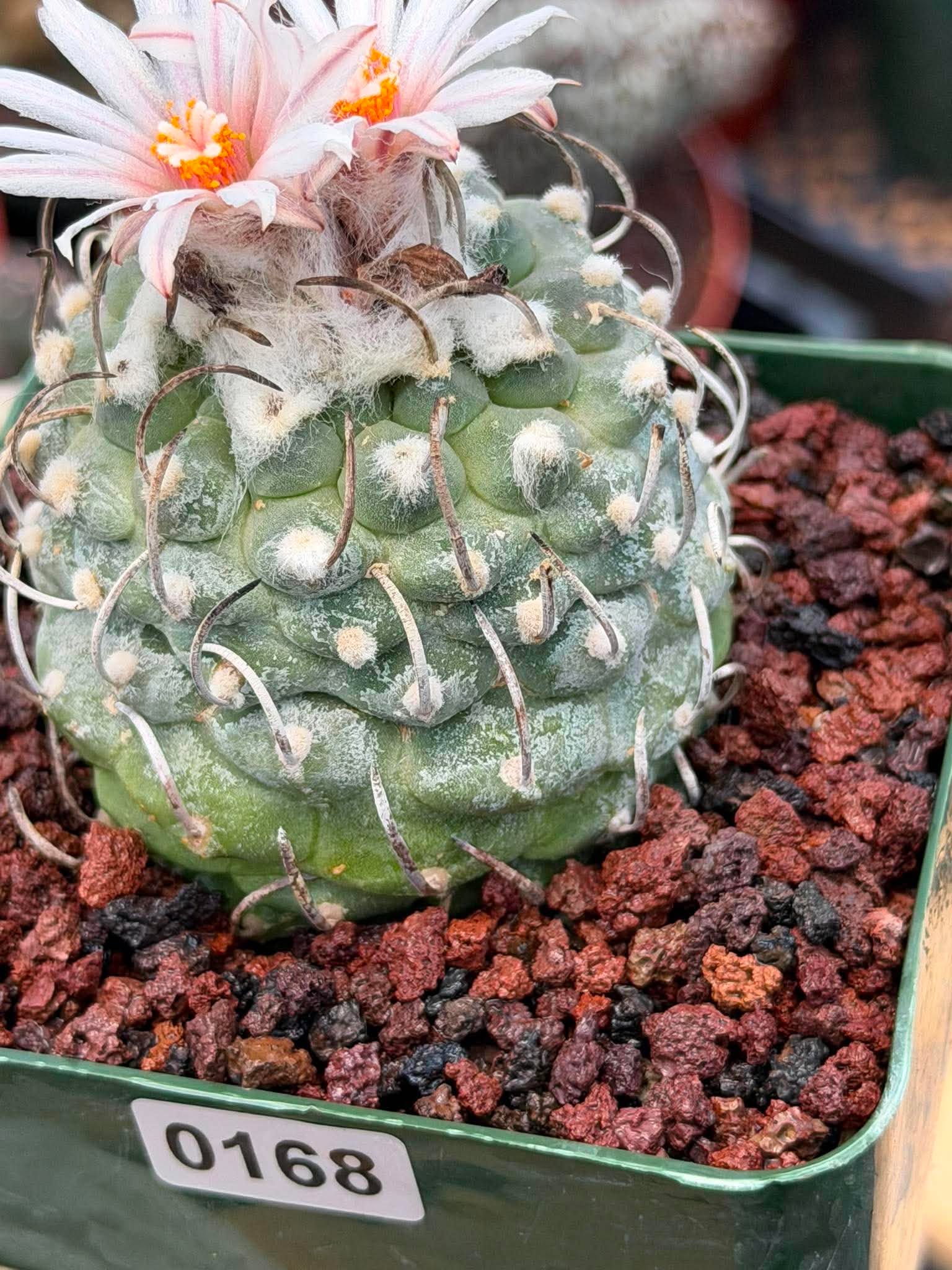 Turbinicarpus Schmiedickeanus – Rare Flowering Cactus | Live Succulent Plant for Collectors #168