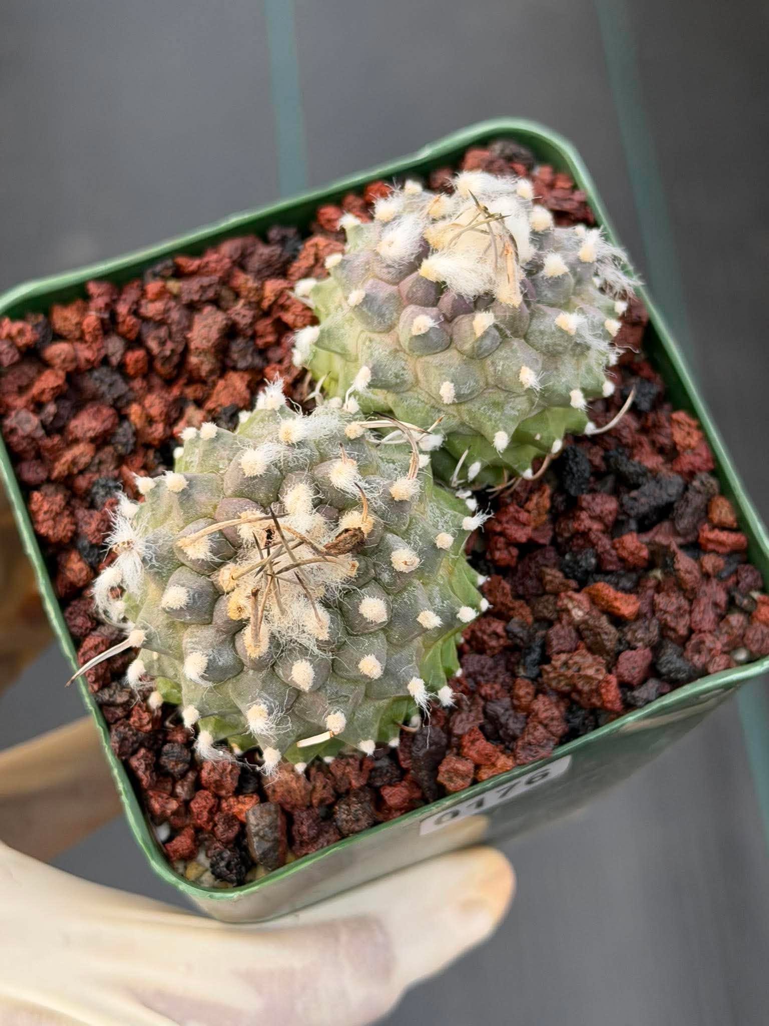 Turbinicarpus Schmiedickeanus Double Head – Rare Live Cactus For Sale #176