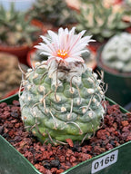 Turbinicarpus Schmiedickeanus – Rare Flowering Cactus | Live Succulent Plant for Collectors #168