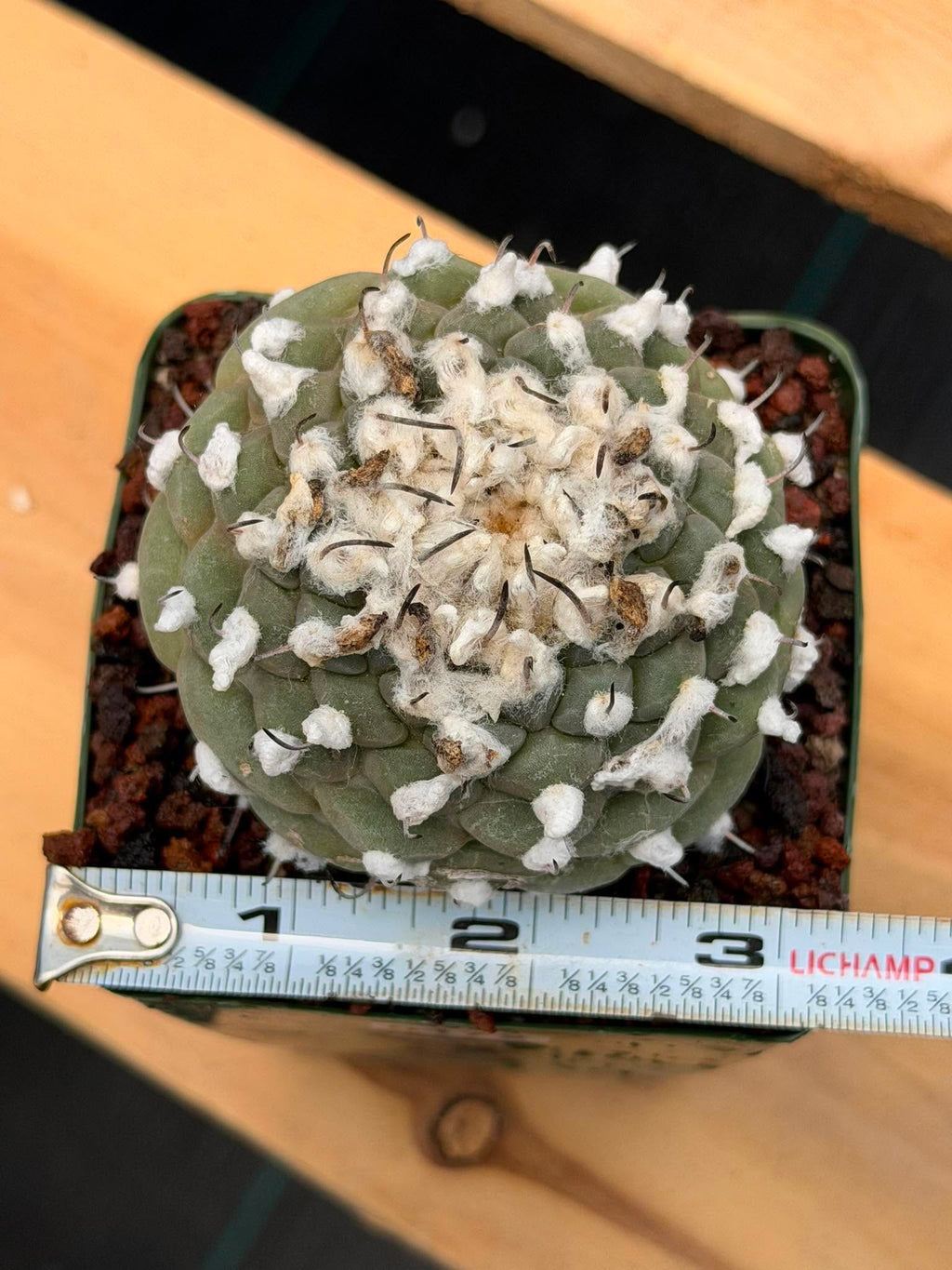 Turbinicarpus schmiedickeanus – Rare Woolly Mexican Miniature Cactus #172
