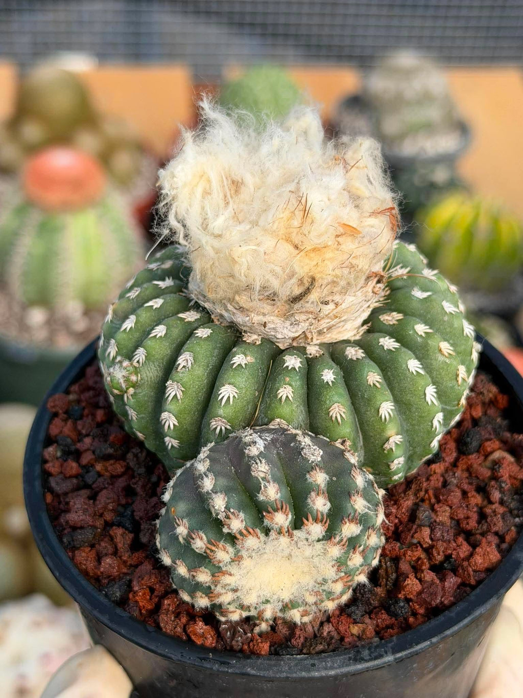 Discocactus Horstii — Rare Brazilian Cactus with Basal Pup
