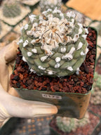 Turbinicarpus schmiedickeanus – Rare Woolly Mexican Miniature Cactus #172