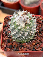 Turbinicarpus schmiedickeanus – Rare Seed‑Grown Miniature Cactus | Woolly Areoles & Hooked Spines #171