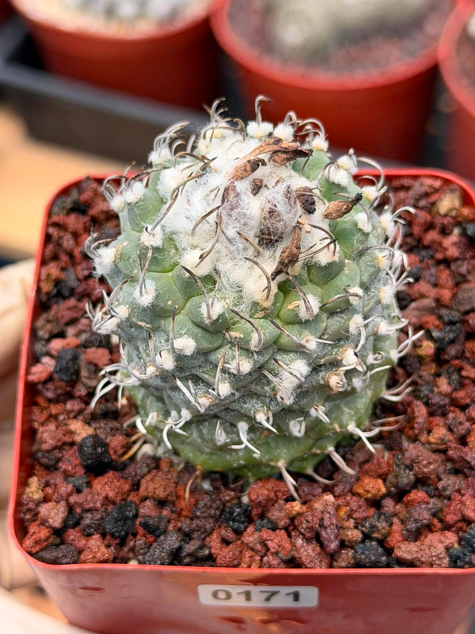 Turbinicarpus schmiedickeanus – Rare Seed‑Grown Miniature Cactus | Woolly Areoles & Hooked Spines #171
