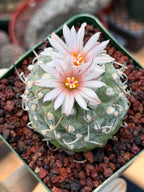 Turbinicarpus Schmiedickeanus – Rare Flowering Cactus | Live Succulent Plant for Collectors #168