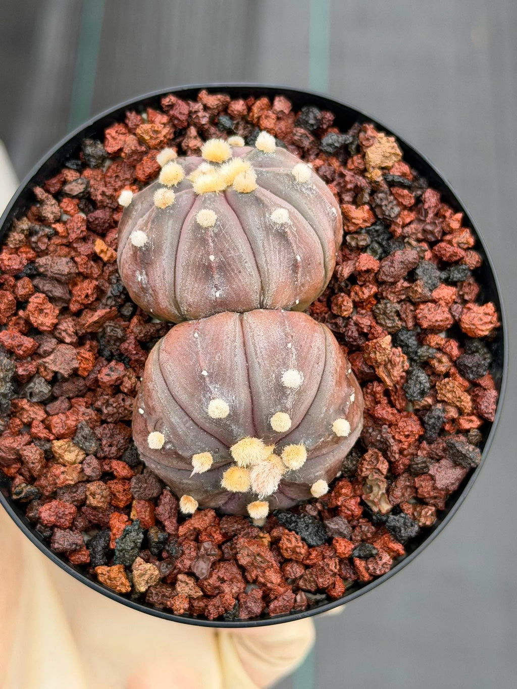 Double Heads Purple Skin Astrophytum Asterias – Seed Grown