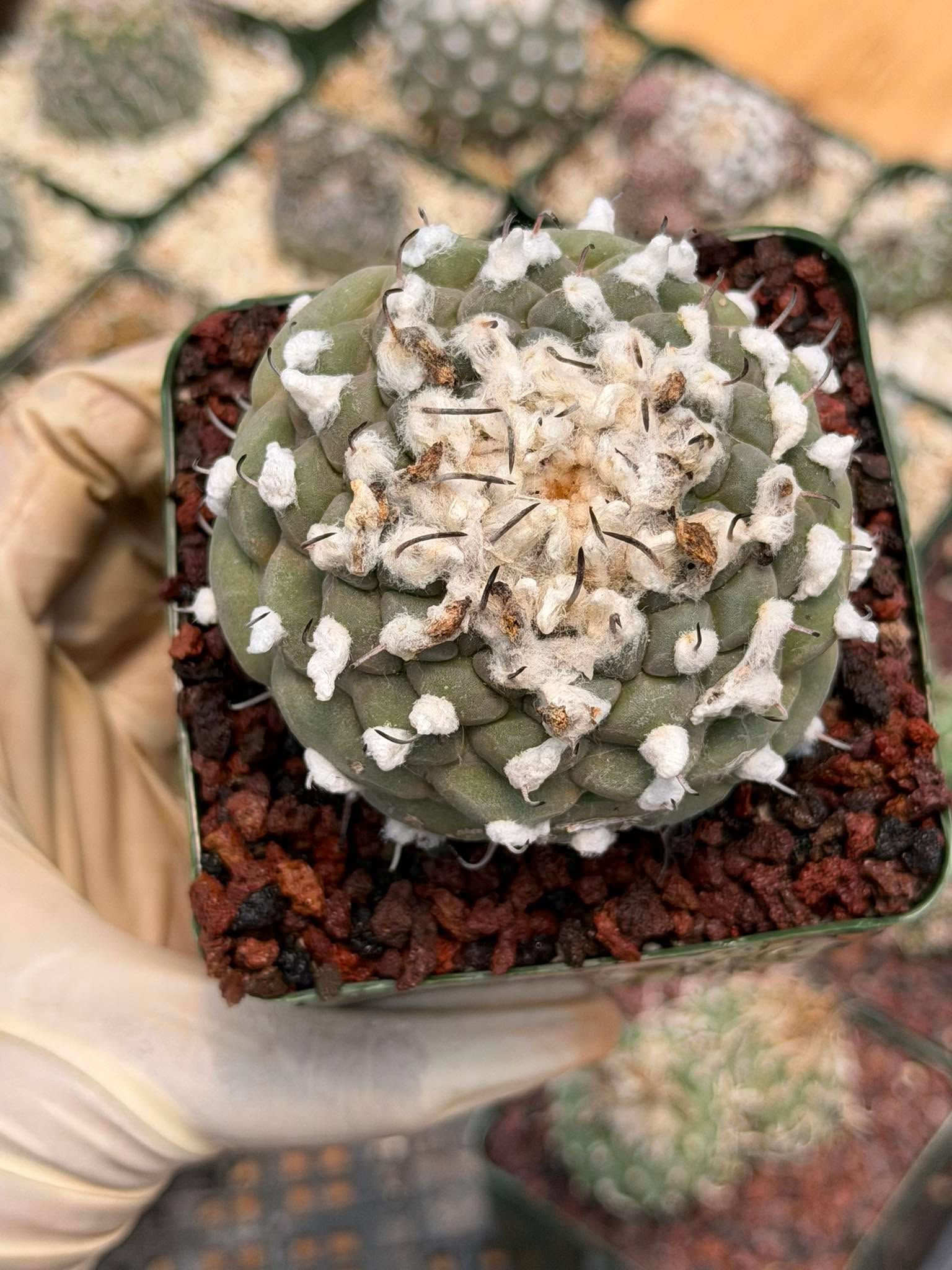 Turbinicarpus schmiedickeanus – Rare Woolly Mexican Miniature Cactus #172