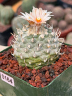 Turbinicarpus schmiedickeanus | Rare Flowering Collector’s Cactus #164