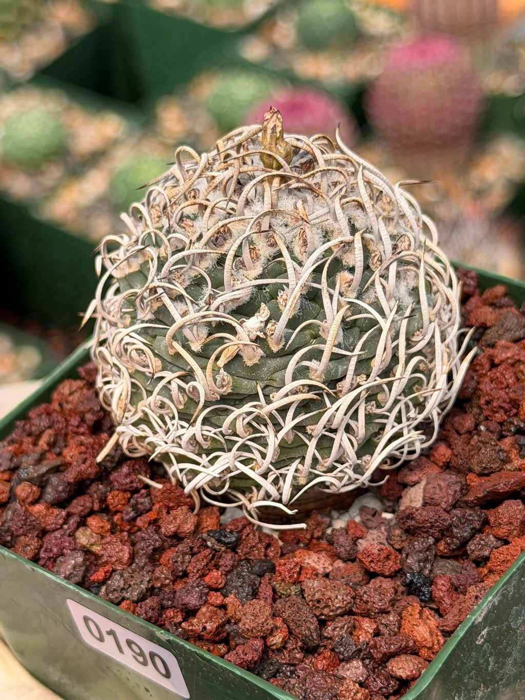 Turbinicarpus Collector’s Cactus #190 – Rare Seed‑Grown Globose Succulent with Spiral Spines