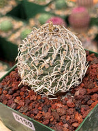 Turbinicarpus Collector’s Cactus #190 – Rare Seed‑Grown Globose Succulent with Spiral Spines