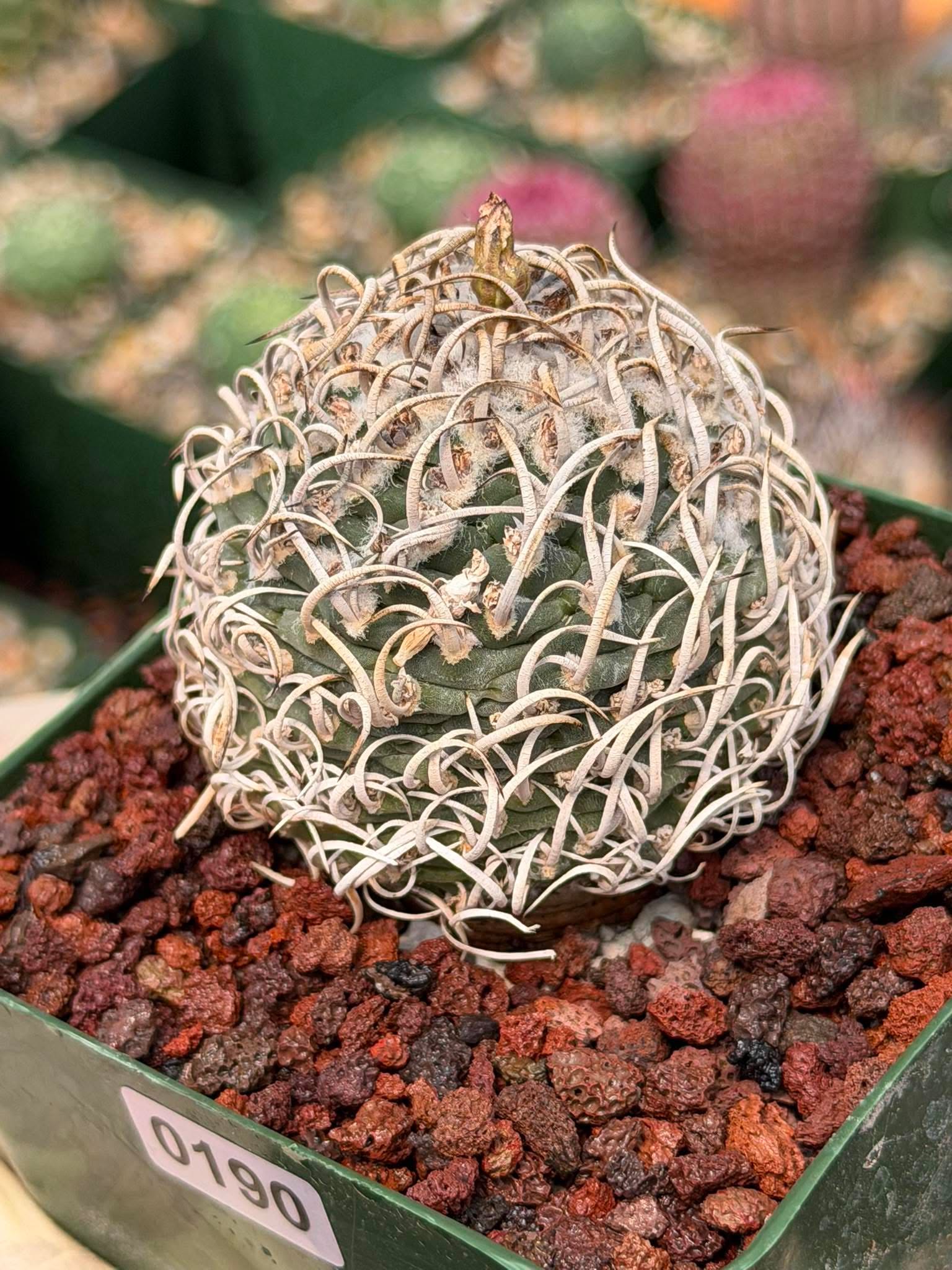 Turbinicarpus Collector’s Cactus #190 – Rare Seed‑Grown Globose Succulent with Spiral Spines