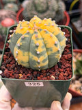Variegated Astrophytum Asterias – Seed Grown #325