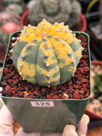 Variegated Astrophytum Asterias – Seed Grown #325