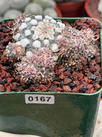 Turbinicarpus schmiedickeanus – Rare Clustered Form with Pups | Seed‑Grown Miniature Cactus #167