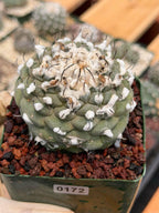 Turbinicarpus schmiedickeanus – Rare Woolly Mexican Miniature Cactus #172