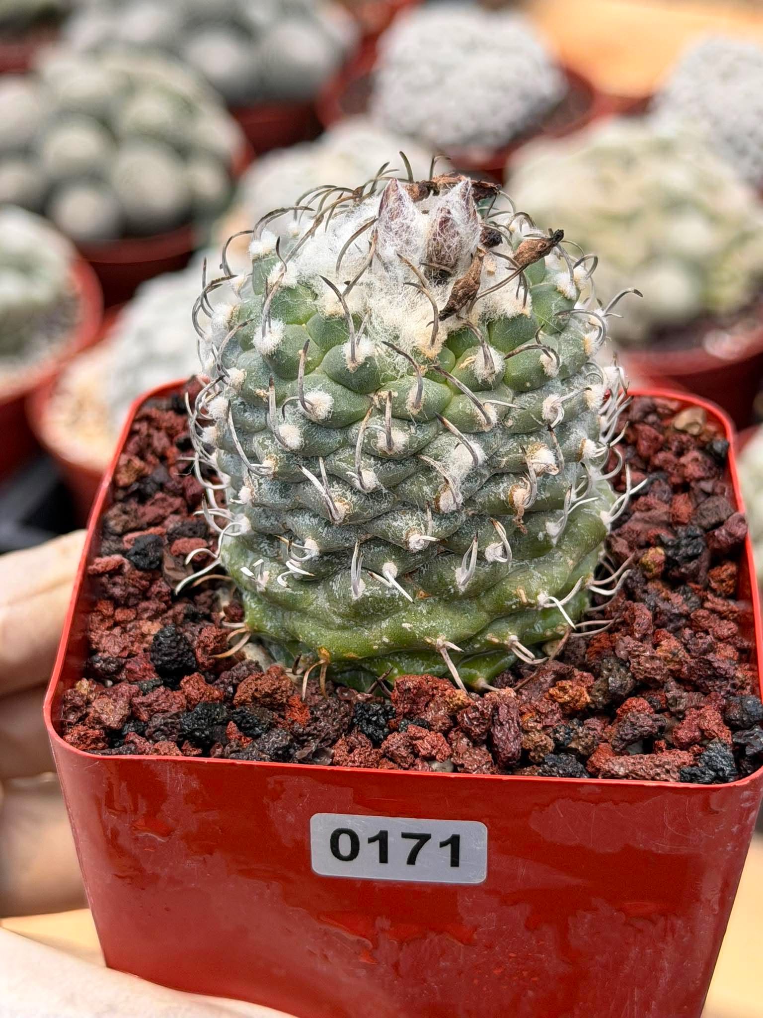 Turbinicarpus schmiedickeanus – Rare Seed‑Grown Miniature Cactus | Woolly Areoles & Hooked Spines #171