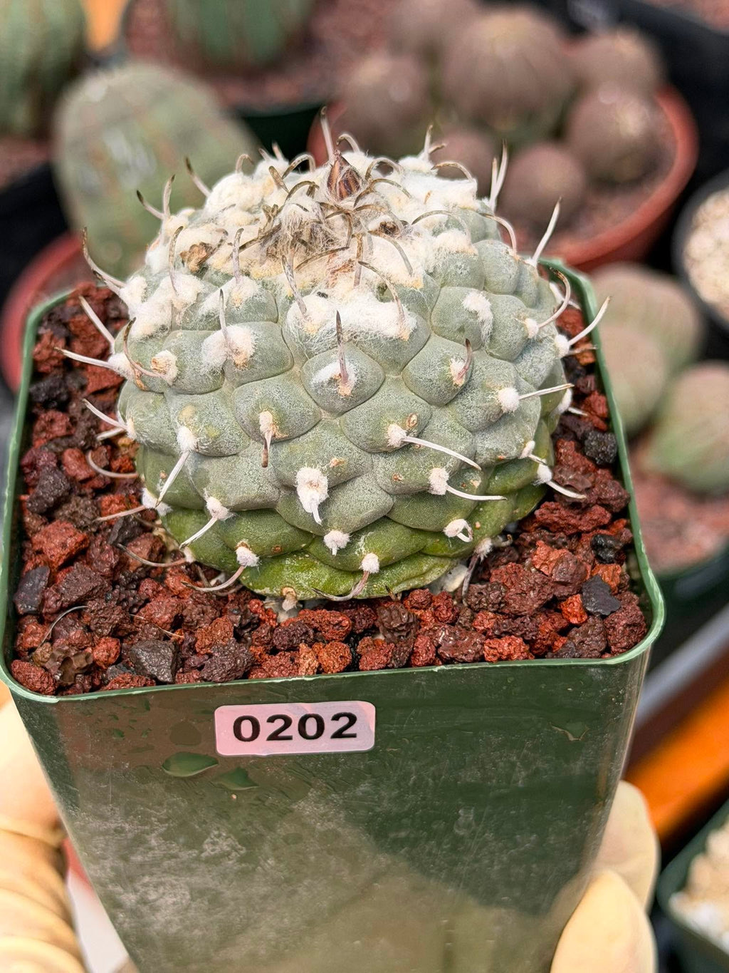 Turbinicarpus Collector’s Cactus #202