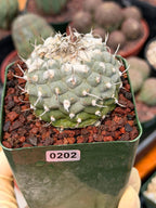 Turbinicarpus Collector’s Cactus #202